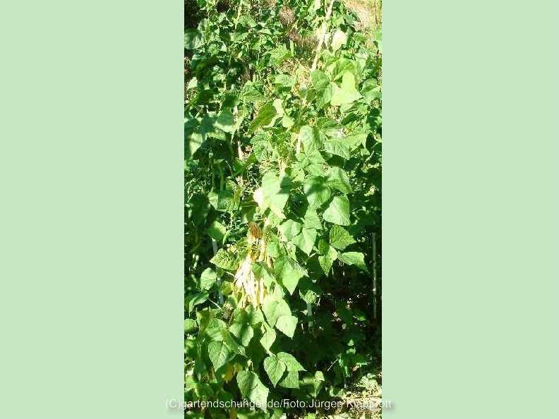 Kentucky Brown Seeded