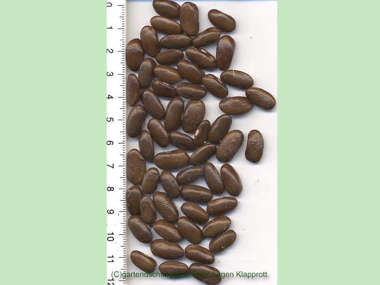 Kentucky Brown Seeded