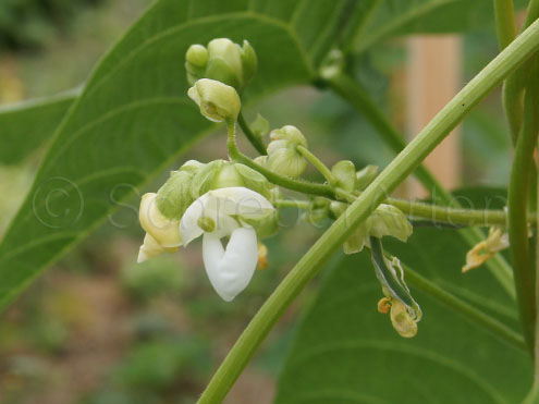 Frühe Wädenswiler