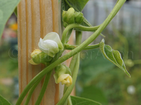 Frühe Wädenswiler
