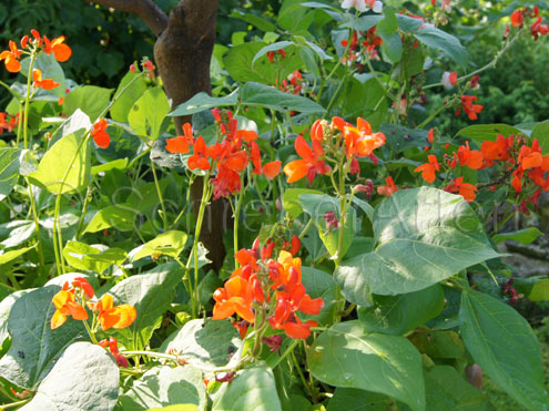Hammonds Dwarf Scarlet