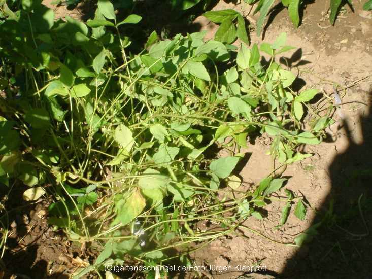 Nigra Brunnea (Sojabean)
