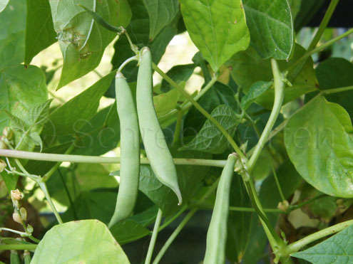 Red Peanut