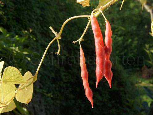 Red Peanut