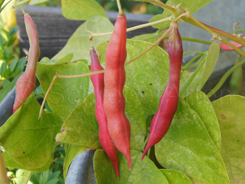 Red Peanut