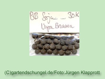 Nigra Brunnea (Sojabean)
