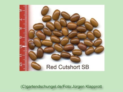 Red Cutshort