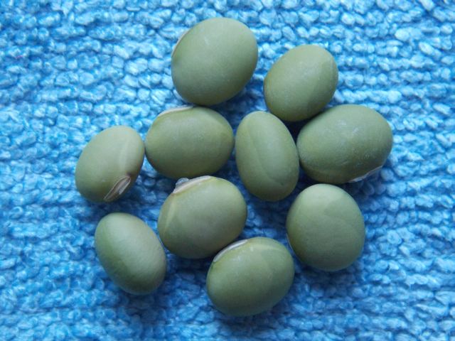 Glycine max convar. intermedia 'Amurskaja 280-63'