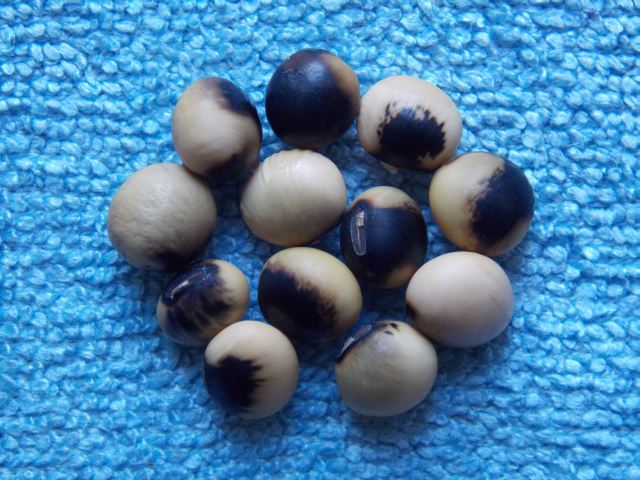 Glycine max 'Georgian'