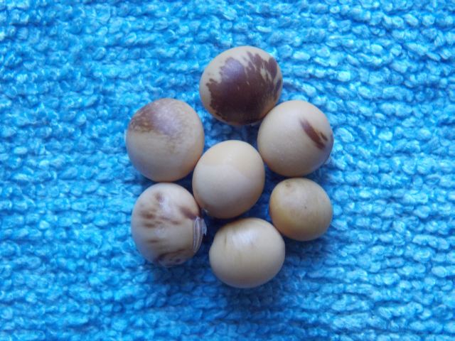 Tübinger (Sojabean)