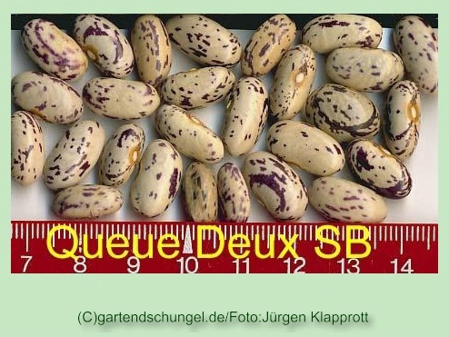 Queue Deux