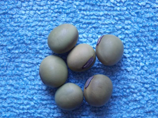 Grüne aus China (Sojabean)