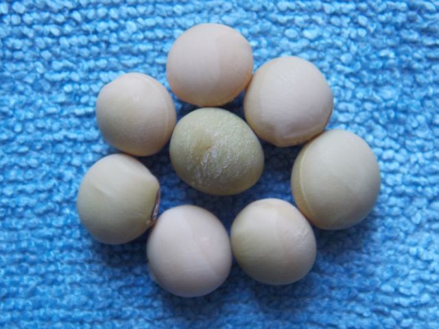 Light Green Seeded (Sojabean)