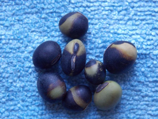 Glycine max 'Soja S. ON-03b'