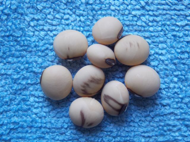 Glycine max 'Soja S. ON-06'