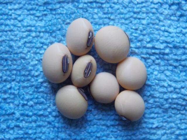 Glycine max 'Soja S. ON-14'