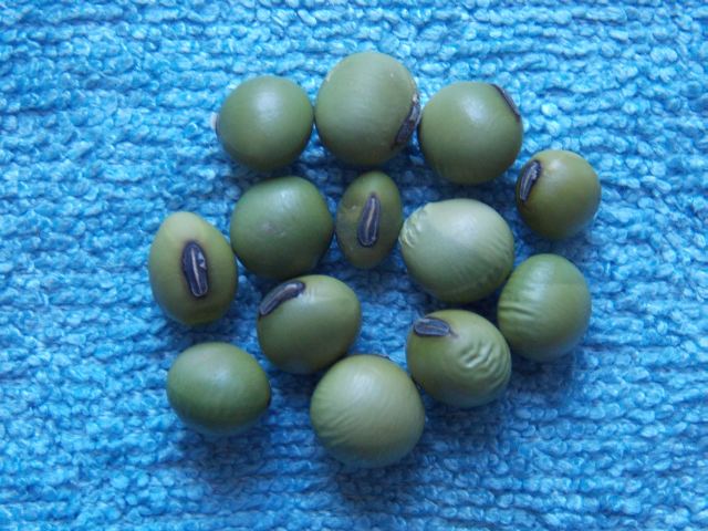 Grüne Kaffeesoja (Sojabean)