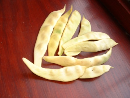 Lilaschecke