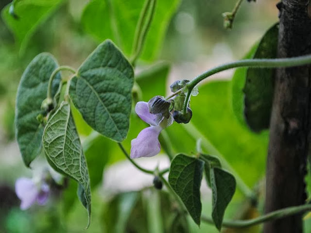 Succotash