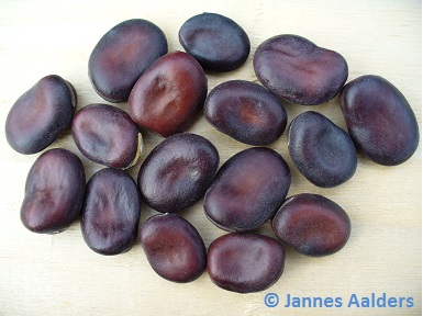 Violetta (Vivia faba)