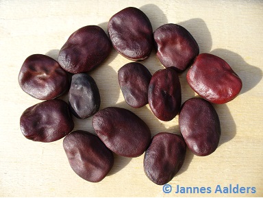 Double Red (Vicia faba)