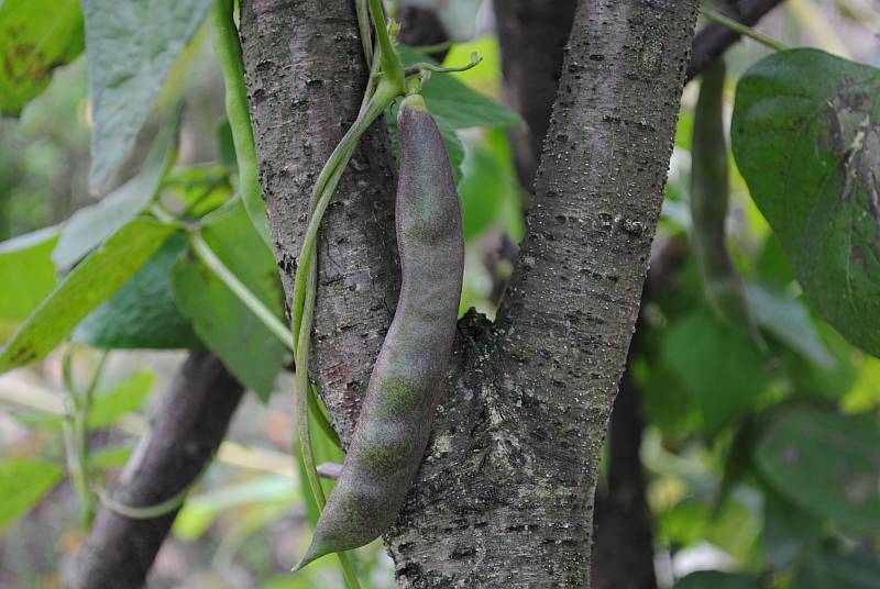 Forellenbohne