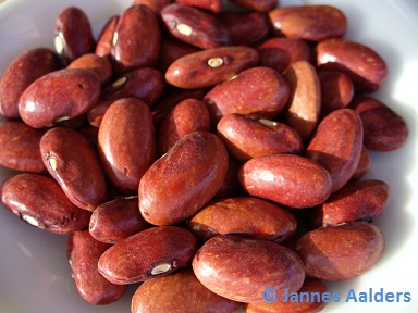 Taos Red Bean