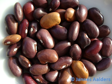 Tarahumara Dark Purple