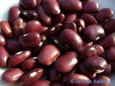 Tarahumara Purple