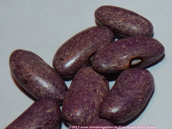Purple Stardust