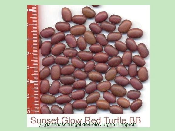 Sunset Glow Red Turtle