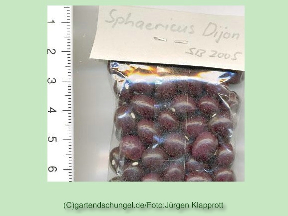 Sphaericus Dijon