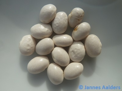 Oldambtster Witte