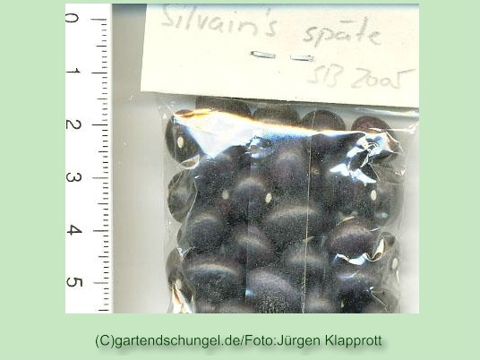 Silvain's Späte
