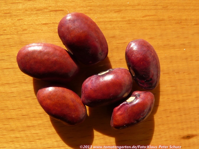 Taos Red Bean