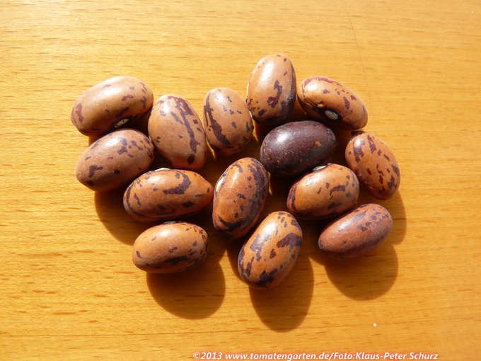 Stamkievits