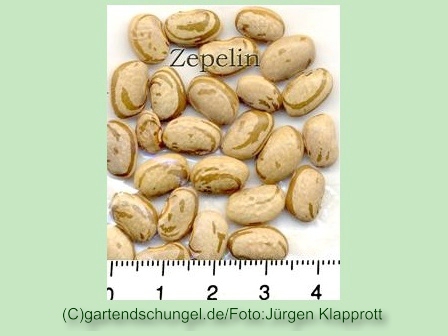 Zepelin