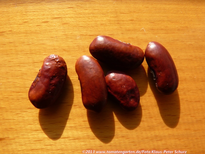 Davis Purple Snap Bean