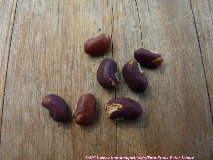Dow Gauk (Spargelbohne)