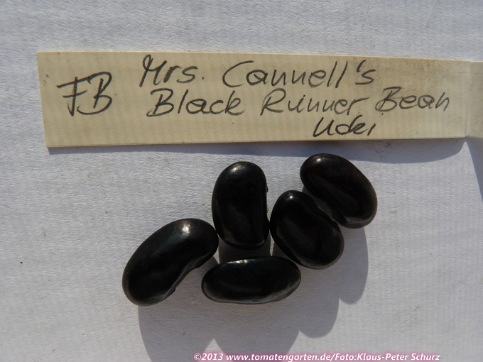 Mrs. Cannel's Black Runner Bean