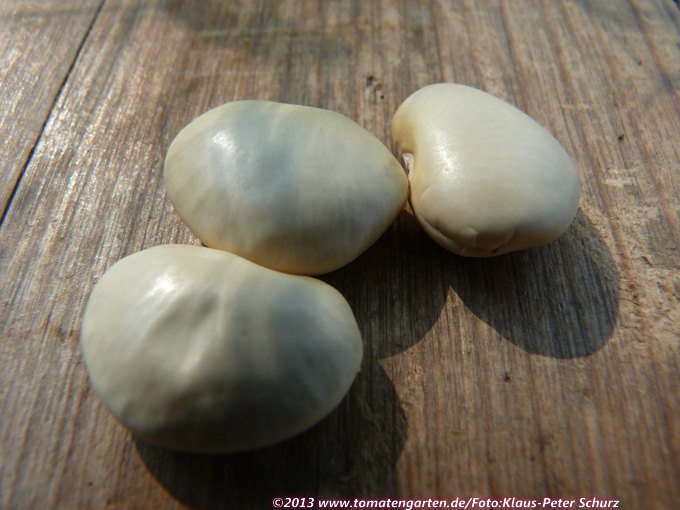 Fordhook Bush (Lima bean)