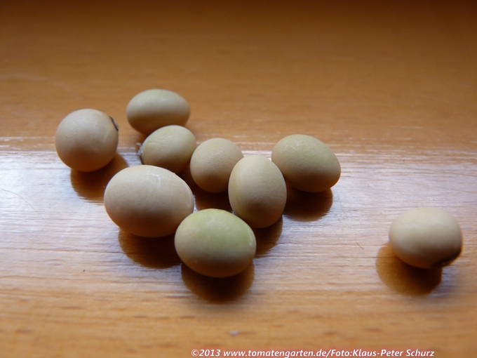 Goldsame(Sojabean)