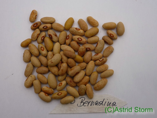 Bernadina