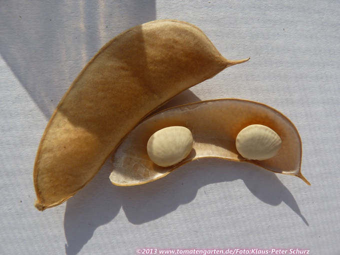 Baby Fordhook (Lima bean)