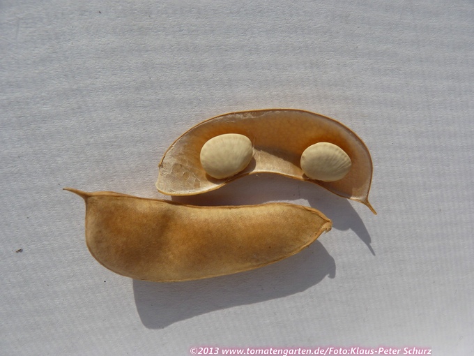 Baby Fordhook (Lima bean)