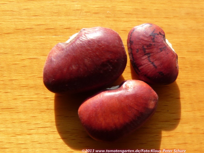 Hopi Red Palahatiko (Lima bean)