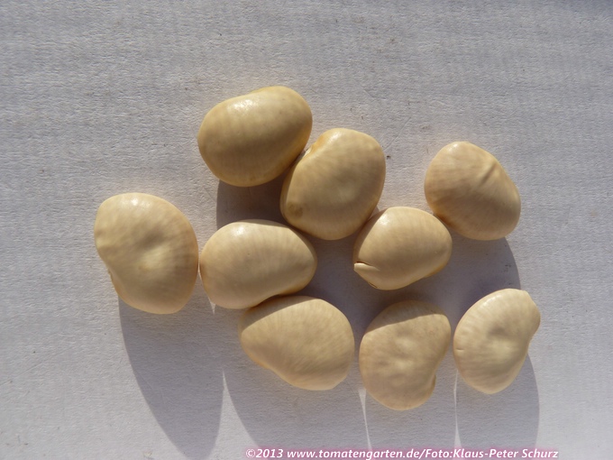 Fordhook Bush (Lima bean)