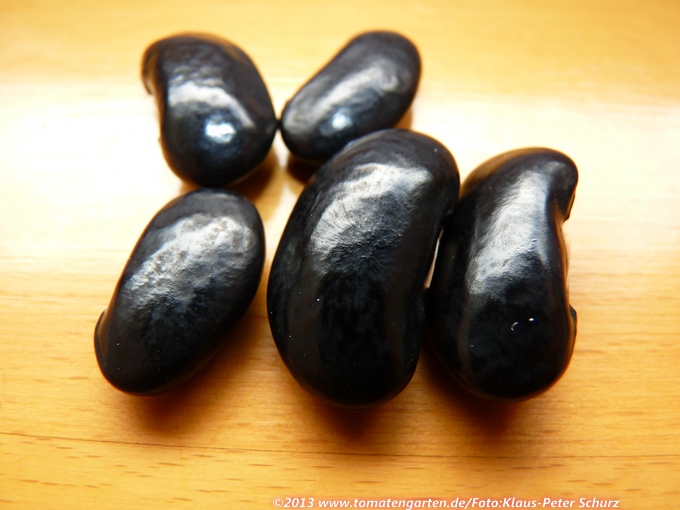 Ostpreussische Schwarze