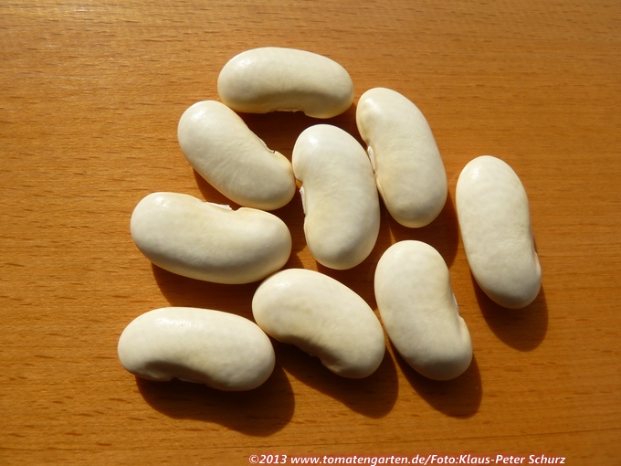 Butter Bean