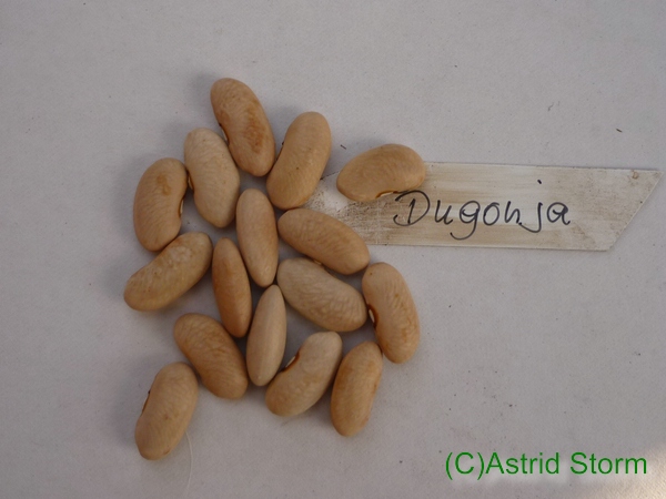 Dugonja